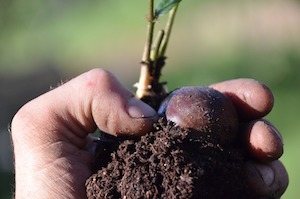 Cours de conception en permaculture - CCP