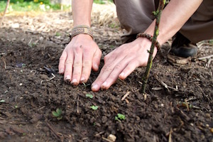 Initiation à la permaculture