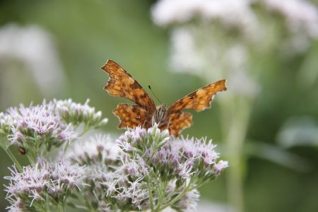 Papillon