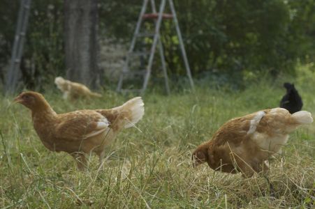 Poules