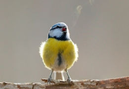 Guérir par le chant, soigner par la voix