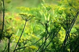 Découverte des plantes sauvages