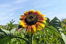 Week-end estival : "Initiez-vous à la permaculture !"